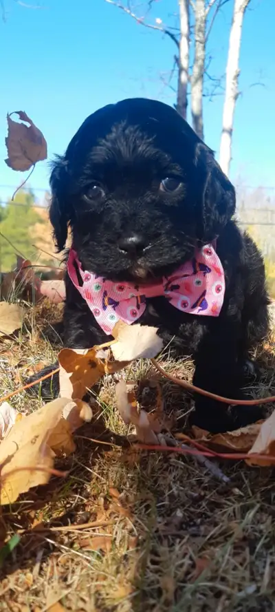 Cockapoo, View more