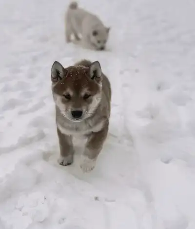 Shiba Inu pur race, View more