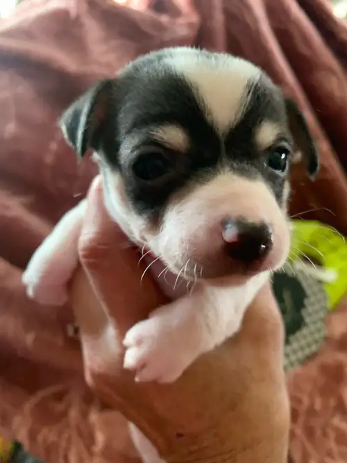 We have 5 little baby chihuahuas born on July 23/25 that need some very special loving families to g...
