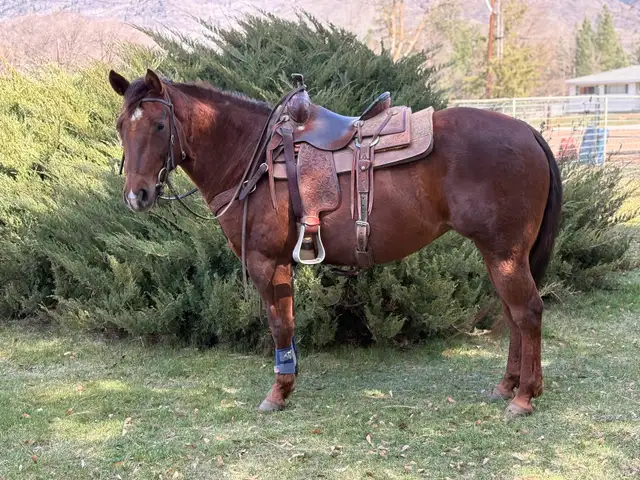 All Around QH Mare | Horses & Ponies for Rehoming | Kamloops | Free ...