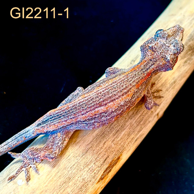 Year Old Gargoyle Gecko - Sale Price - GI2211-1 in Reptiles & Amphibians for Rehoming in Saskatoon - Image 3