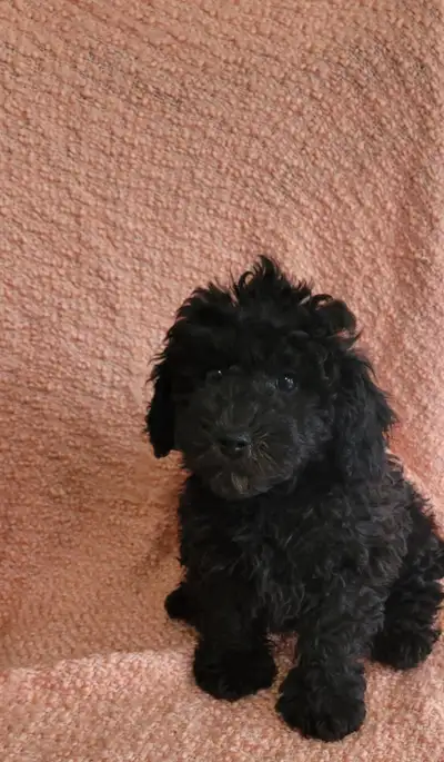 Shihpoo puppies, View more