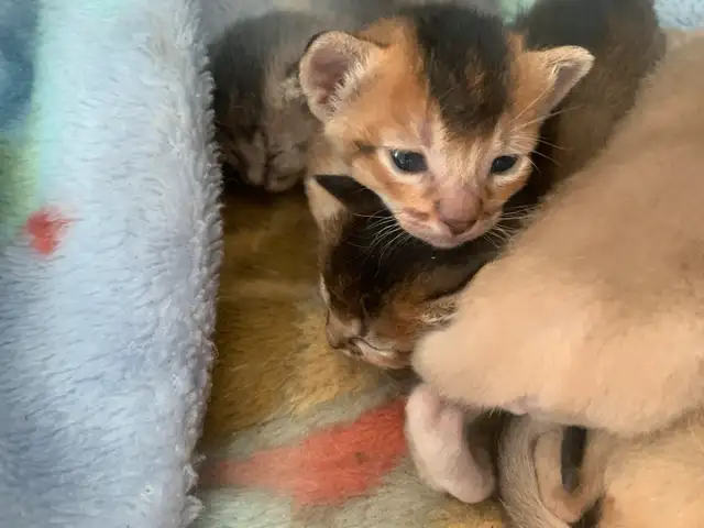 Chatons Abyssin / Abyssinian kitten in Cats & Kittens for Rehoming in City of Montréal - Image 3