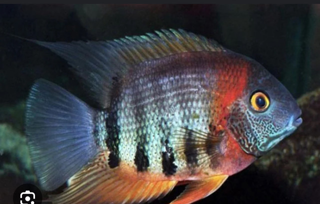 Looking for Severum  in Fish for Rehoming in Peterborough - Image 3