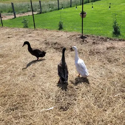 Young Male Indian Runner Ducks, View more