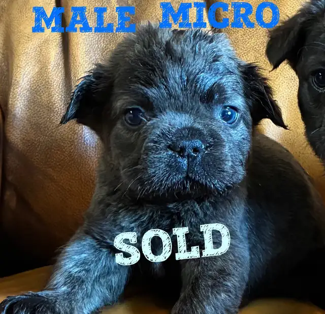 Exotic Fluffy French Bulldogs CKC in Dogs & Puppies for Rehoming in Edmonton - Image 10
