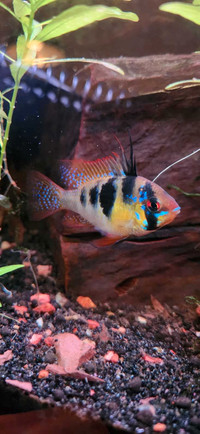 German blue ram