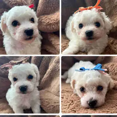 Bichon fries Puppies sale, View more
