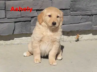 Red Heeler x , View more