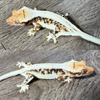 High Coverage Female LW Crested Gecko 