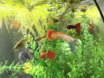 free fish to rehome, View more