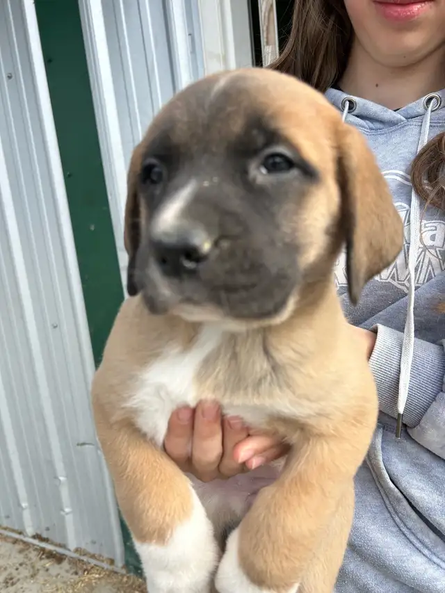 St.Bernard/Mastiff X Puppies for Sale in Dogs & Puppies for Rehoming in Edmonton - Image 10