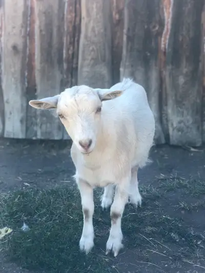 adorable goat wether , View more