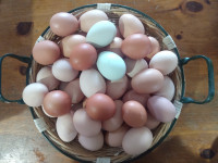 Farm Fresh Chicken Eggs - $5/Doz