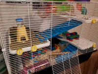 hamster and cage + accessories 