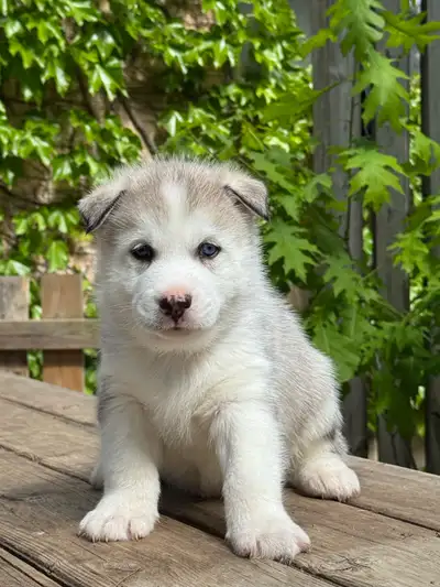 We have a litter of beautiful, healthy husky puppies are looking for forever homes! They can go arou...