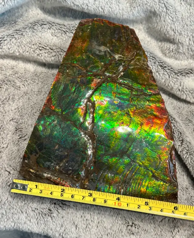 huge ammonite/ammolite display in Arts & Collectibles in Lethbridge - Image 4