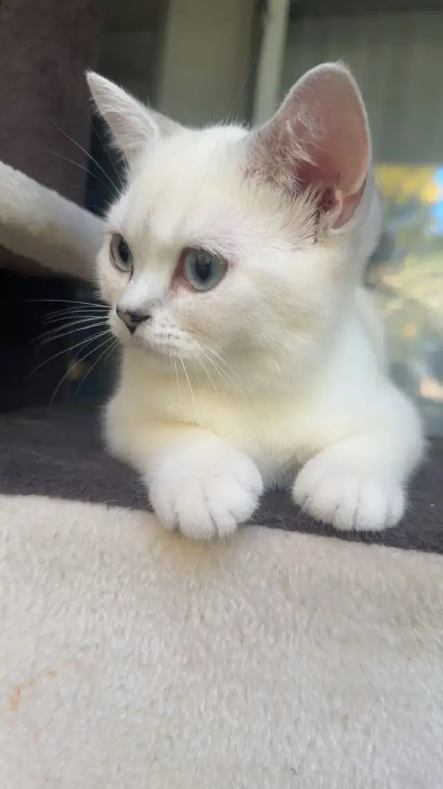 cat for sale Male British Shorthair in Cats & Kittens for Rehoming in Delta/Surrey/Langley - Image 6