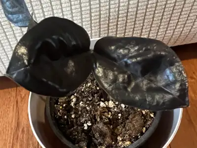 RareFind HealthyHomeGrown EasyCare BlackZZPlant ONLY$20 RareFind Healthily Home Grown Two plants Two...