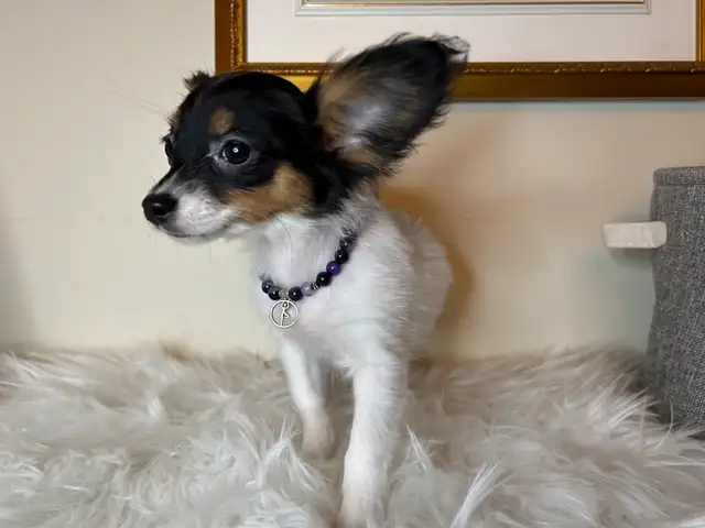 Femelle Chihuahua poil long papillon 4lbs in Dogs & Puppies for Rehoming in Laval / North Shore - Image 2