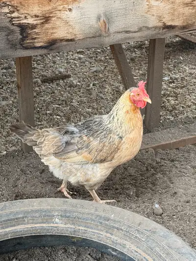 3 FREE LAYING HENS , View more