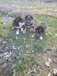3 Puppies left