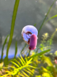 Blue ramshorn snail