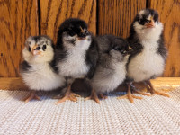 Olive Egger Chicks (Ameraucana x BCM)