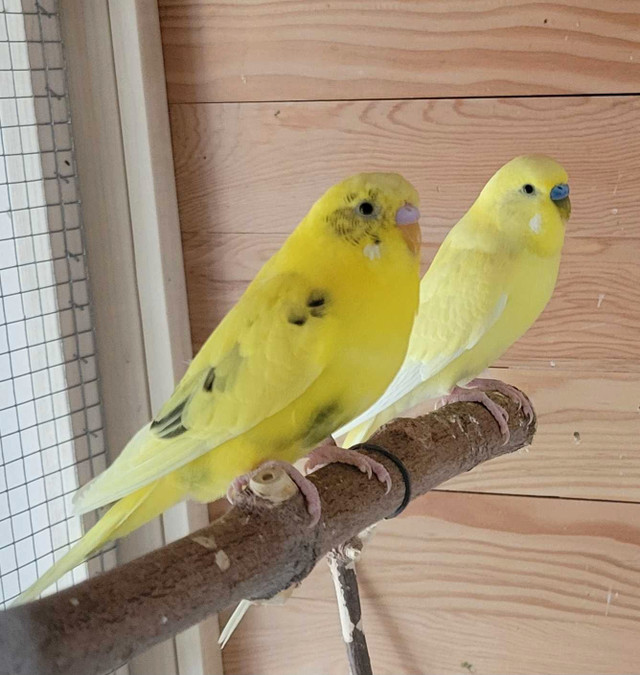 Budgie pairs for sale  in Birds for Rehoming in Winnipeg - Image 2