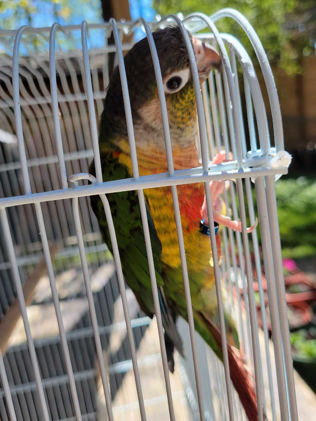 Yellow Sided Conure in Birds for Rehoming in Oshawa / Durham Region - Image 4