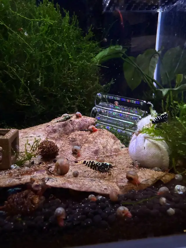 Fancy Black tiger Caridina SSS in Fish for Rehoming in City of Toronto - Image 8