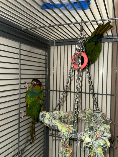 RARE blue throated conure pair #2, View more