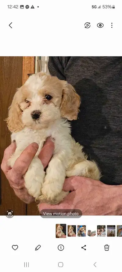 These ADORABLE Cockapoo puppies are looking for their forever homes. They are ready to go as of Marc...