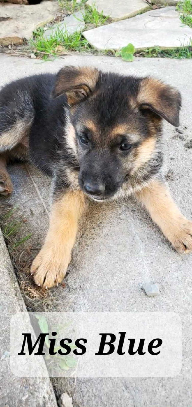 Purebred German Shepherd pups in Dogs & Puppies for Rehoming in Hamilton - Image 2