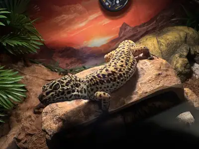 Leopard Gecko + Enclosure, View more