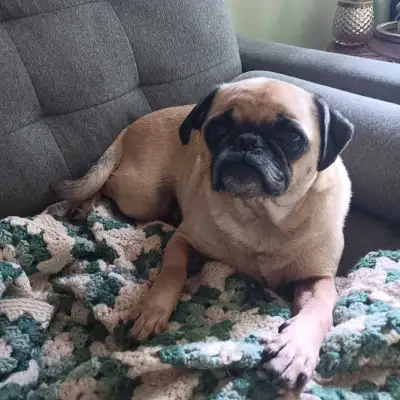 4 Year Old Pug, View more