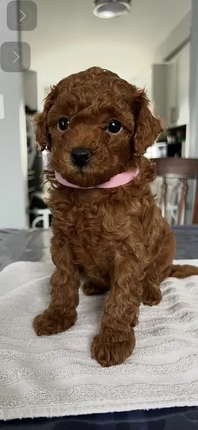 Toy Poodle Puppies, View more