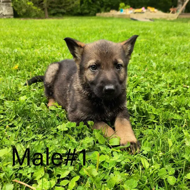 German Shepherd - Working Line Puppies - CKC in Dogs & Puppies for Rehoming in Kitchener / Waterloo - Image 8