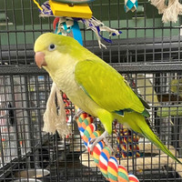 Baby Quaker Parrots (M/F) 