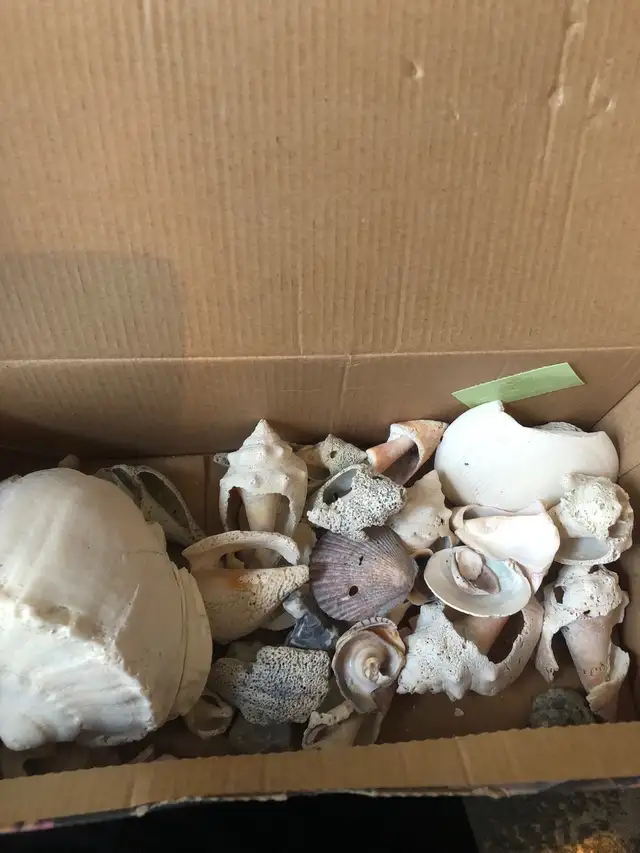 Seashells65082133213955120