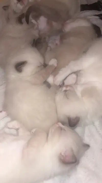 New litter has been born! December 17th. Ready for their new homes by February 11th. We are Ragamese...