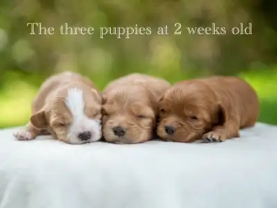 Adorable Maltipoo Puppies for Sale! 3 Reservations Available!, View more