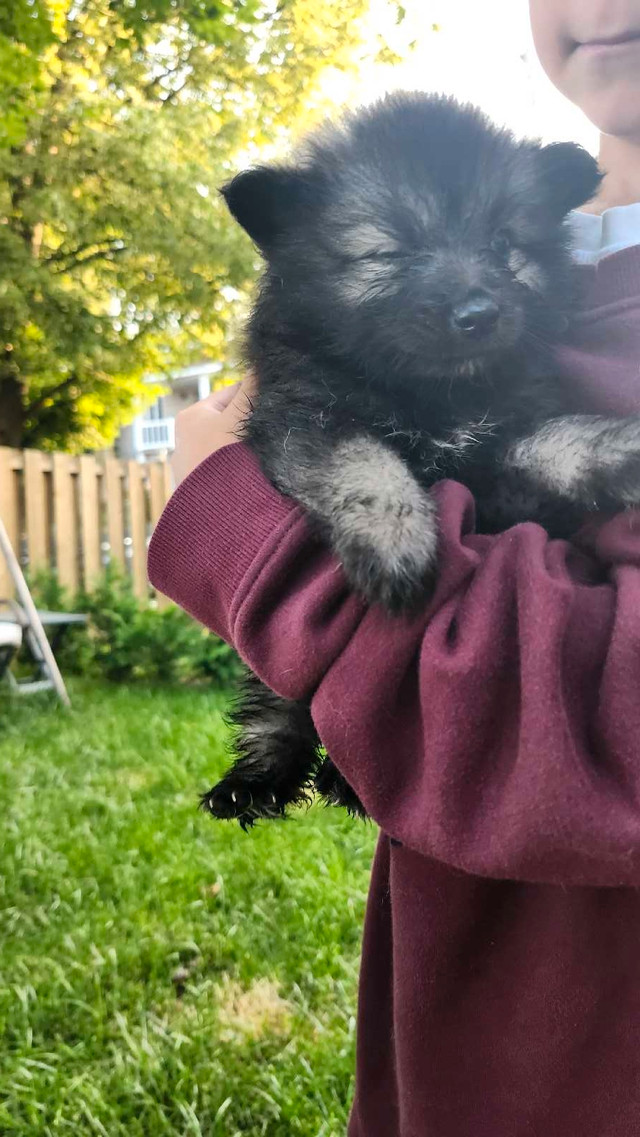 keeshond dans Chiens et chiots à adopter  à Trois-Rivières - Image 3