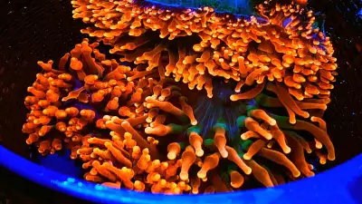 New arrivals ! Only a few of each. Corals frags saltwater reef