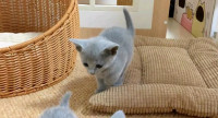 Russian Blu kittens