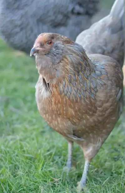 Americauna purebred and Olive Egger Chicks, View more