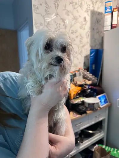 Poodle male-Morkie Female, View more