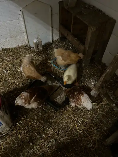 Free Silkie Mixes, View more