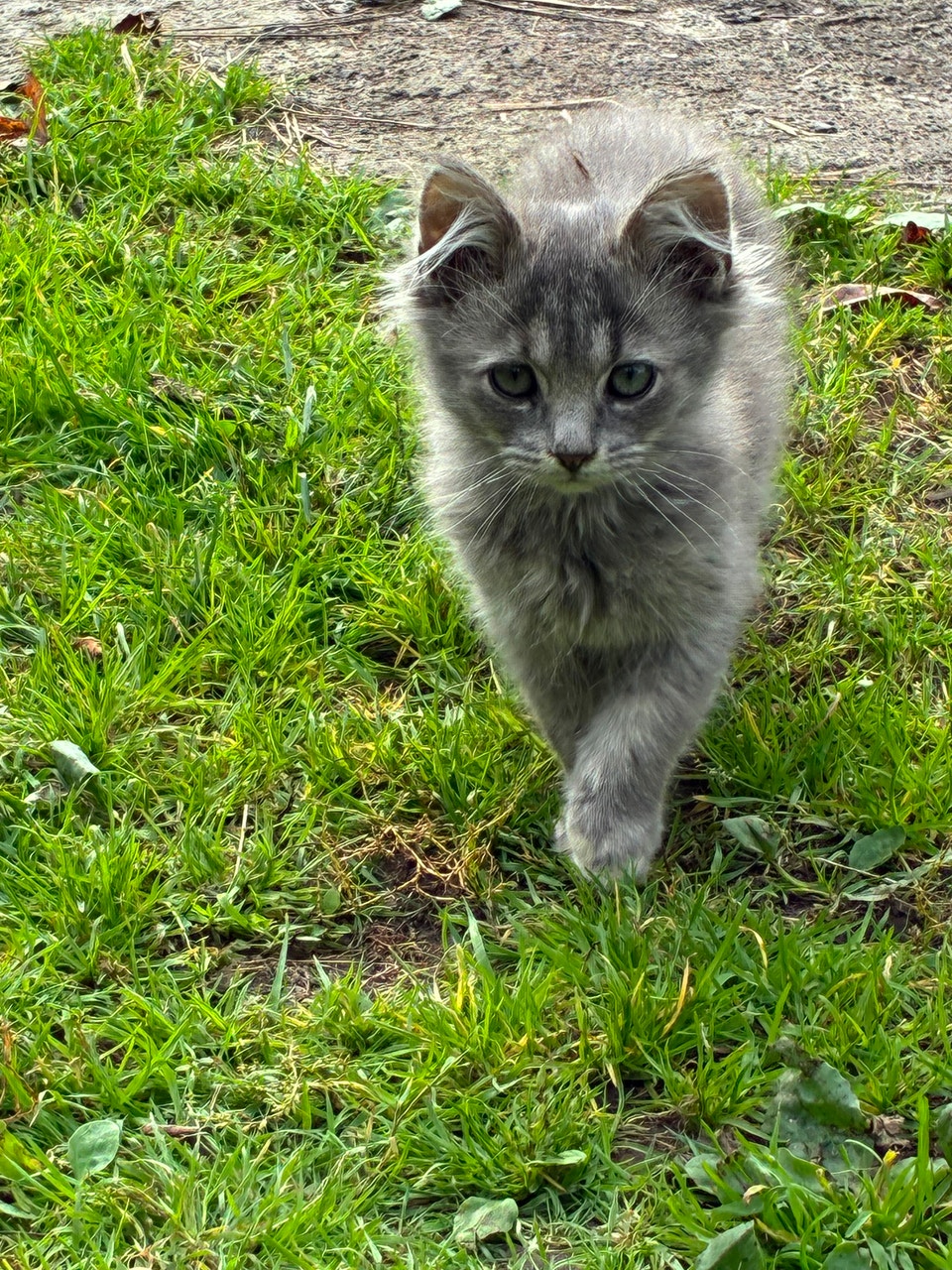 Chatons ‍⬛ | Cats & Kittens for Rehoming | West Island | Free local ...
