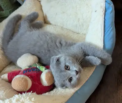 Chatons SCOTTISH FOLD SHORTHAIR kittens, View more